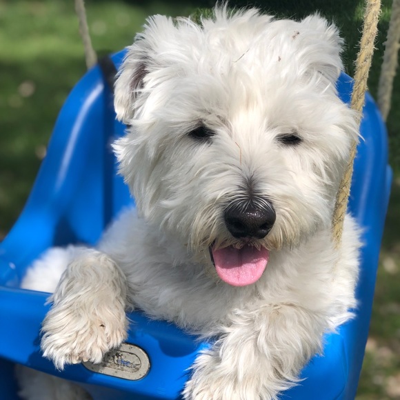 Meet your Posher, Carmela - Picture 1 of 1